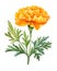 Watercolor Marigold flower with leaves isolated