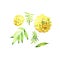 Watercolor marigold flowers set isolated on white background. Hand painting on paper.