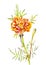 Watercolor marigold isolated on white. Hand-drawn garden flower