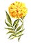 Watercolor marigold with leaf. Floral illustration. Flower for design.