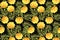 Watercolor marigold with leaf. Floral seamless pattern on a black background.