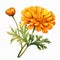 Watercolor Marigold: Realistic Illustration On White Background