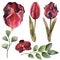 Watercolor maroon flower set