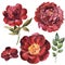 Watercolor maroon flower set