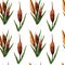 Watercolor marsh plants and herbs seamless pattern with reeds on a white