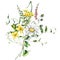 Watercolor meadow flowers bouquet of chamomile, tansy, celandine and sage. Hand painted floral poster of wildflowers