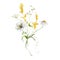 Watercolor meadow flowers bouquet of yellow buttercups and white poppies. Hand painted floral illustration isolated on