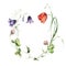 Watercolor meadow flowers wreath of poppies, campanula and clovers. Hand painted floral composition of wildflowers