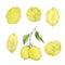 Watercolor mediterranean set, juicy lemons, leaves, flowers, Italian tiles