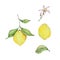 Watercolor mediterranean set, juicy lemons, leaves, flowers, Italian tiles