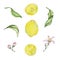 Watercolor mediterranean set, juicy lemons, leaves, flowers, Italian tiles