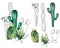 Watercolor mexican cacti set. Hand painted floral collection with desert cacti, agava. Botanical illustration isolated