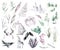 Watercolor Middle Age clipart collection. Wild animals, gems, landscape elements, herbs and flowers, historical spirit