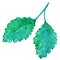 Watercolor mint peppermint spearmint leaf isolated vector