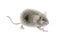 Watercolor mouse rat illustration. Hand drawn illustration of a cute fluffy gray, isolaterd on white background