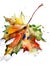 Watercolor multicolored autumn maple leaf with color splashes