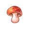 Watercolor mushroom. Color clip art isolated on white. Illustration for seasonal design, autumn cards and the theme of