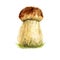 Watercolor mushroom isolated on a white background