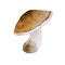 Watercolor mushroom on white background