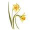 Watercolor Narcissus. Wild flower set isolated on white. Botanical watercolor illustration, yellow narcissus bouquet