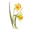 Watercolor Narcissus. Wild flower set isolated on white. Botanical watercolor illustration, yellow narcissus bouquet