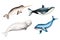 Watercolor narwhal with long tusk, blue whale, beluga and killer whale isolated on white background. Hand painting