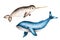 Watercolor narwhal with long tusk and blue whale isolated on white background. Hand painting realistic Arctic and