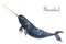 Watercolor narwhal. Whale illustration isolated on white background. For design, prints or background