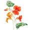 Watercolor nasturtium flower