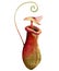 Watercolor nepenthes carnivorous plant illustration isolated on white background. Tropical green red pitcher plant
