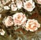 Watercolor nude roses