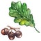 Watercolor oak green leaf acorn seed isolated