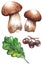 Watercolor oak green leaf acorn white mushrooms porcini set