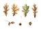 Watercolor oak leaves and acorn on branch. Botanical illustration with leaf and acorns for fall and thanksgiving day decor design