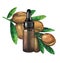 Watercolor oil bottle decorated with argan branch.