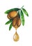 Watercolor oil droplet dripping from the argan plant.