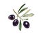 Watercolor olive branch. Ripe black fruits with leaves. Realistic botanical painting with fresh olives. Isolated