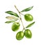 Watercolor olive branch. Ripe green fruits with leaves. Realistic botanical painting with fresh olives. Isolated