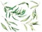 Watercolor olive leaves and branch set. Hand painted floral illustration isolated on white background for design, print