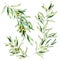 Watercolor olive tree branch set with leaves and green olives. Hand painted floral illustration isolated on white