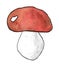 Watercolor one white porcini mushroom isolated