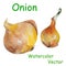 Watercolor onion