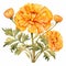 Watercolor Orange Carnations: Ming Dynasty Style Clipart