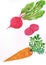 Watercolor orange carrot and red horse radish with leaves