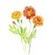 Watercolor orange flowers. Indian festive decoration