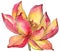 Watercolor orange lotus flower. Floral botanical flower. Isolated illustration element.