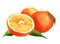 Watercolor orange and sliced orange fruit isolated