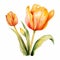 Watercolor Orange Tulips: Realistic Nature-inspired Vector Clipart