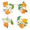 Watercolor Oranges hanging on branch with leaves and flowers for posters, summer citrus banners, cover design templates