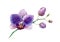 Watercolor Orchid. Big purple flower and buds on the branch. Petals with stripes and pattern. Colourful tropical plant